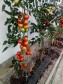 Opora na rajčata